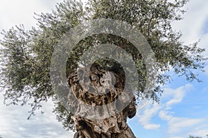 The tree of eternity: The olive, known by the botanical name Olea europaea