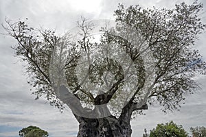 The tree of eternity: The olive, known by the botanical name Olea europaea