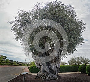 The tree of eternity: The olive, known by the botanical name Olea europaea