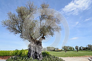 The tree of eternity: The olive, known by the botanical name Olea europaea