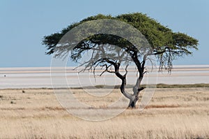 Tree at Etosha Pan