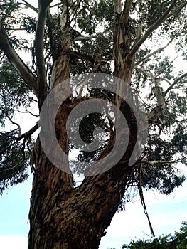 Tree eucalyptus photo