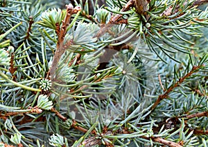 Tree, Evergreen, Blue Atlas cedar