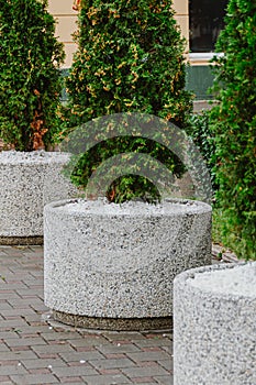 Tree of evergreen Thuja in concrete pot. Ornamental deciduous plant for garden, living art