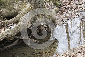 Tree with exposed roots