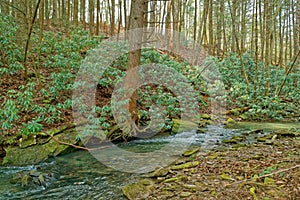 Tree with exposed roots along the creek