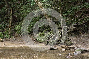 Tree with exposed roots by creek