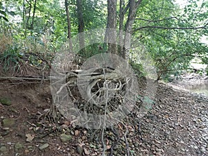 Tree with exposed roots and rocks