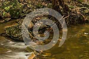 Tree with exposed roots on shore of mountain stream