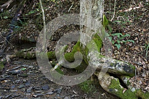 Tree with exposed roots and stream