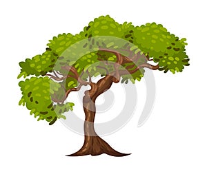 Tree with Exuberant Green Foliage and Trunk Vector Illustration