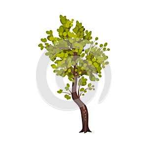 Tree with Exuberant Green Foliage and Trunk Vector Illustration