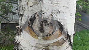 Tree eye