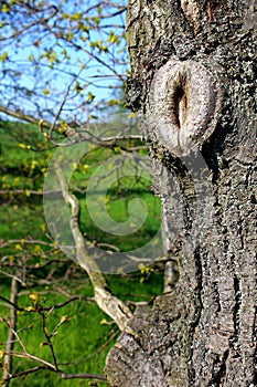 Tree eye in the bark of an old tree