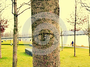Tree with eye