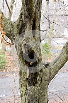 Tree Face