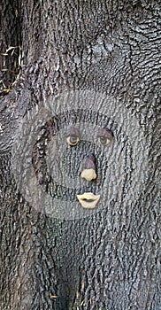 Tree with a face