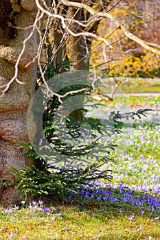 Tree face