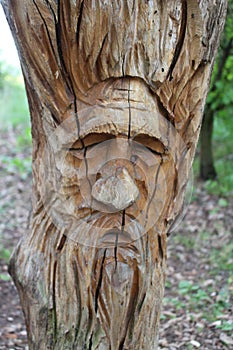 Tree face art of a grumpy old man 