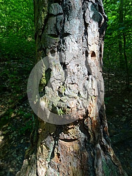 Tree Face carved in bark germany saxon swizerland