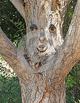 Tree with Facial Expression watching you