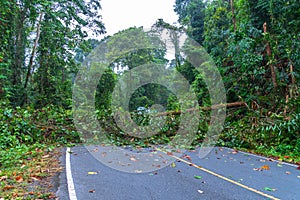 A tree fall down on the road in wild forest