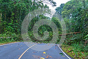 A tree fall down on the road in wild forest