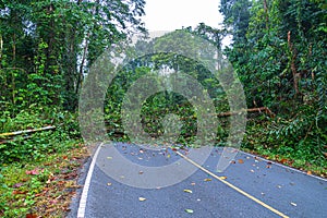 A tree fall down on the road in wild forest