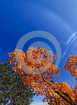 The tree on fall fire lit by a jet stream , Niagara Falls, ON, Canada