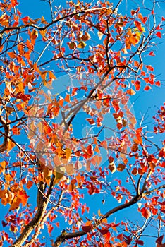 Tree that fall foliage and blue sky