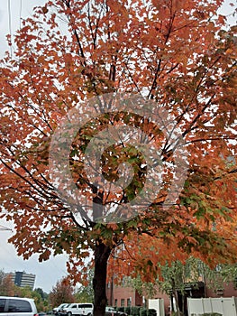 Tree Fall Outdoorsy leaves photograph Kentucky