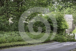 Tree fallen across road