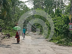 Tree fallen after amphan cyclone wb india