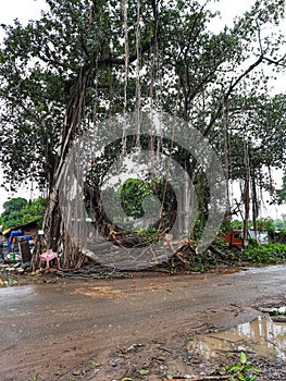 The Tree fallen due to heavy rains in pune Maharashtra india.