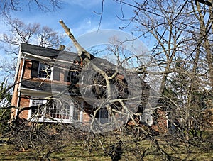 Tree fallen on house