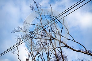 Tree fallen on power and communication line after the storm