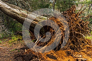 Tree fallen from the root in a forest