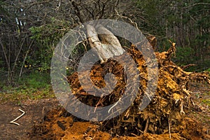 Tree fallen from the root in a forest