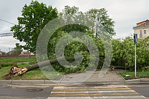 Tree fallen on the sidewalk. storm in city.