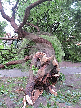 Tree fallen in a storm