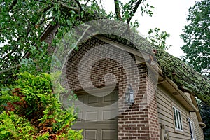 Tree fallen on top of house