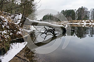 Tree fallen into the water. Surface of the autumn river