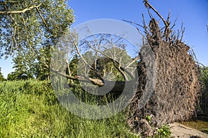 A tree fallen by the wind in summer with its roots visible