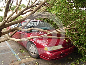 Tree falls on car after hurricane