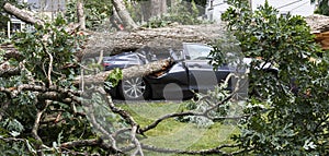 Tree falls and crushes a car that was in the driveway