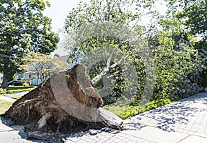 Tree falls on a house during a windy storm on Long Island