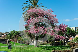 Tree family of Bombaceae called Palo Borracho in Tenerife. Canary Islands photo
