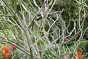 A tree with fanning dry branches and no leaves in the wild