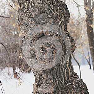 Tree fantasy gnarled face natural