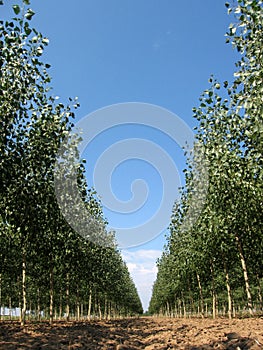 Tree Farm 2